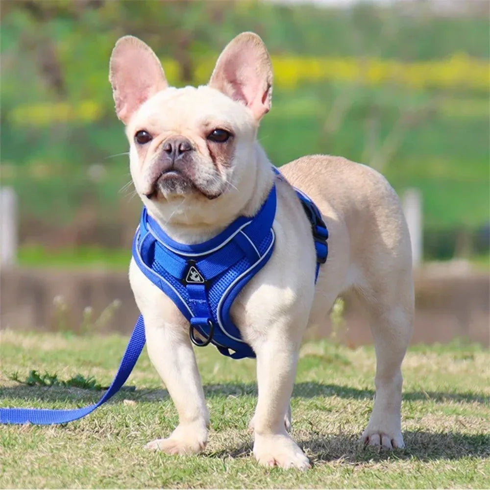 Small Dog Harness for Walking